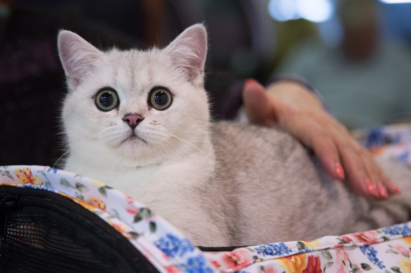 &quot;Зважений і пухнастий&quot;: кот Кекс выиграл битву гигантов на выставке в Киеве